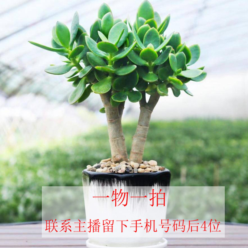 玉树、吸财树。。一物一拍专拍链接