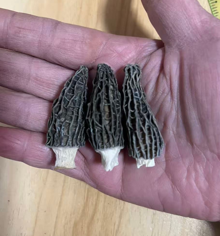 六妹品种头茬新货厚肉羊肚菌干货营养滋儿童补炖汤食材直播间看货