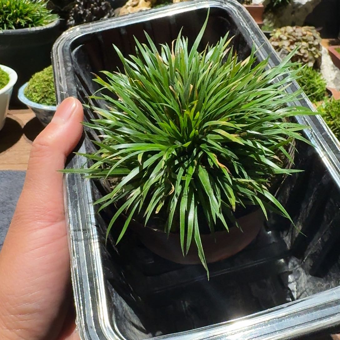 红陶鸳湖金钱塑料盆