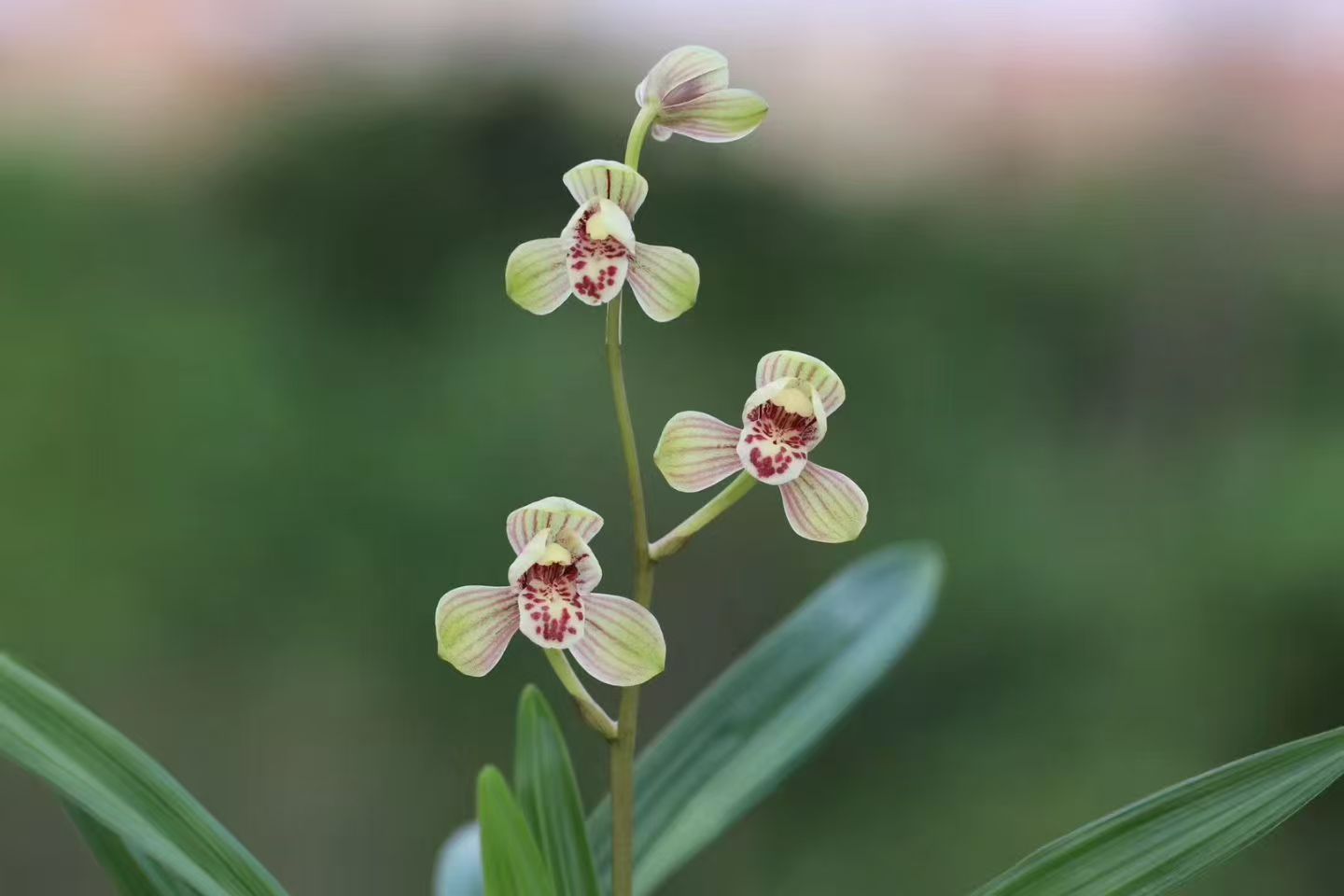 建兰四季兰八大名品---君荷