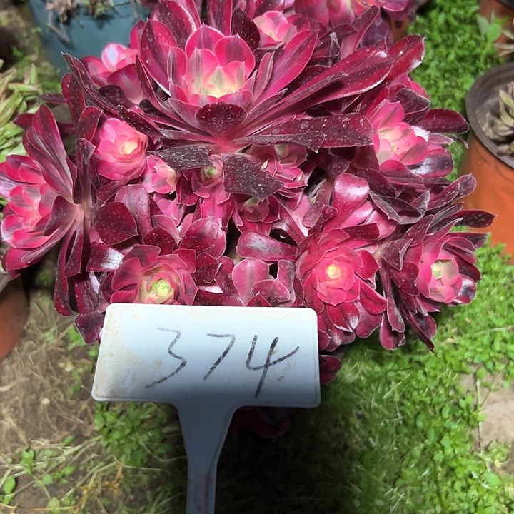 多肉植物美杜莎法师