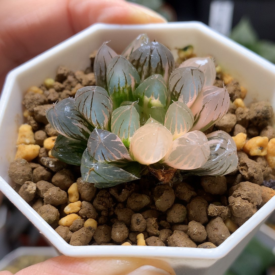 霓虹灯玉露锦带盆特发货