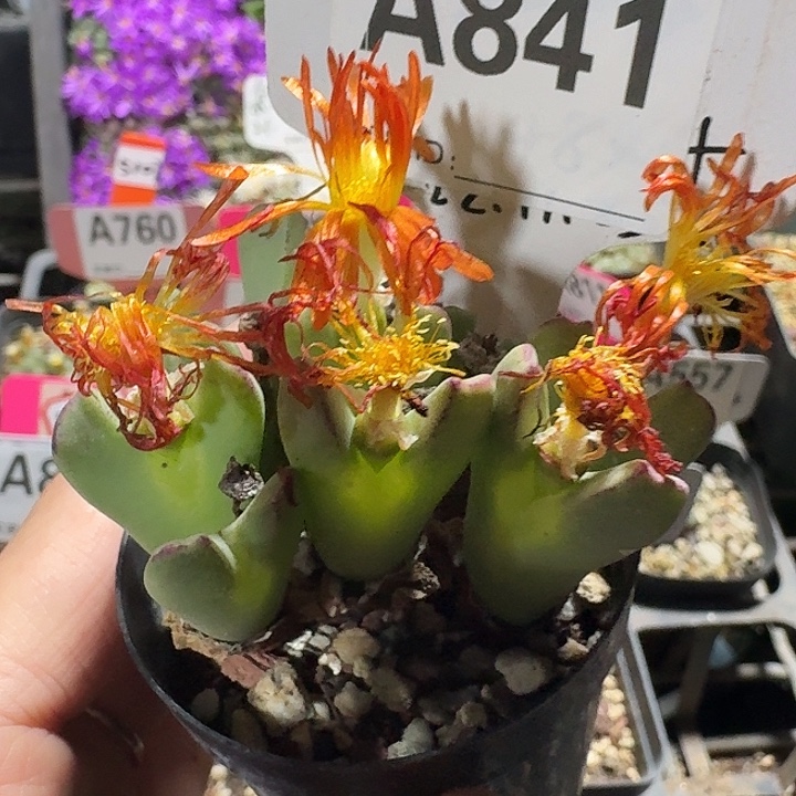 密密麻麻密密麻麻841