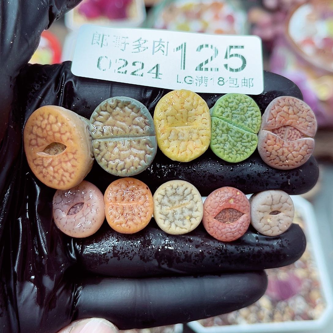 郎哥多肉生石花24-125