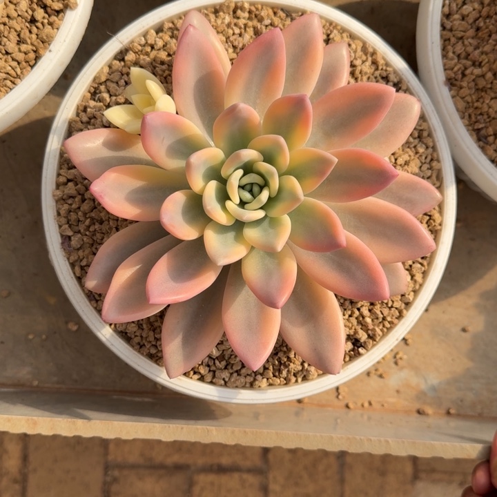 23公分奥普锦多肉植物