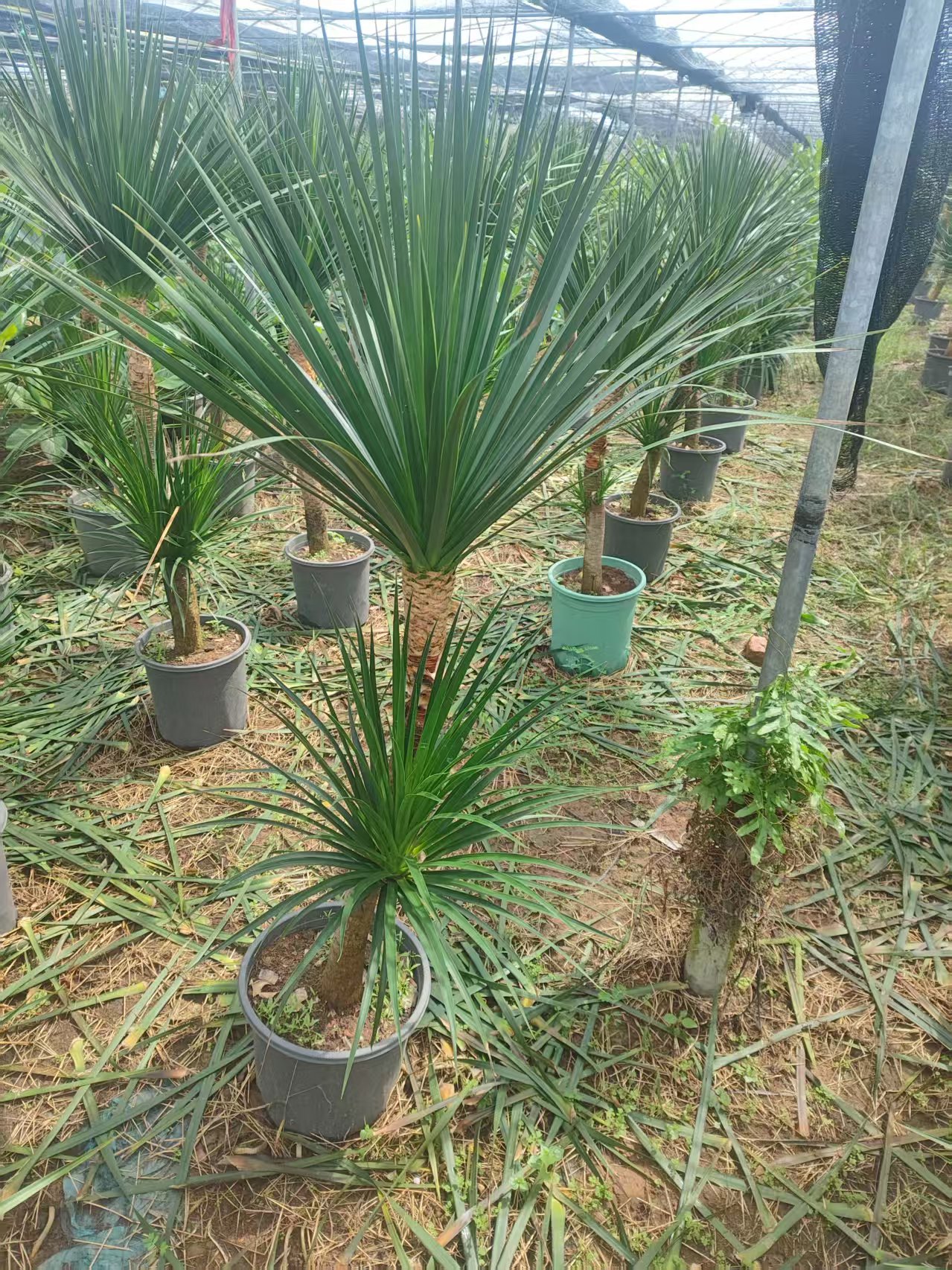 黑珍珠 龙血树 四季好养  原盆属于赠送，不在售后范围