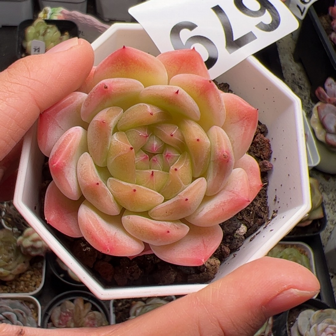 679 多肉植物盆栽植物