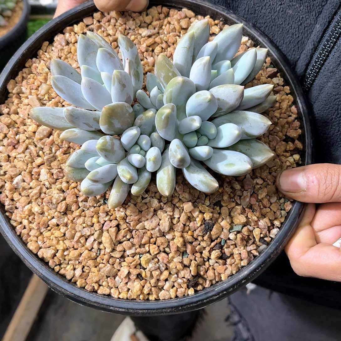 栀*花哥特 多肉植物
