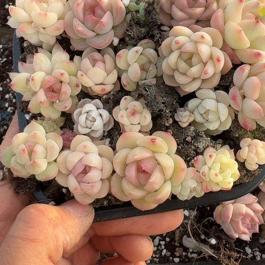 杂交新品珍妮多肉1625