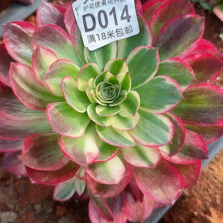 多肉法师粉体海王