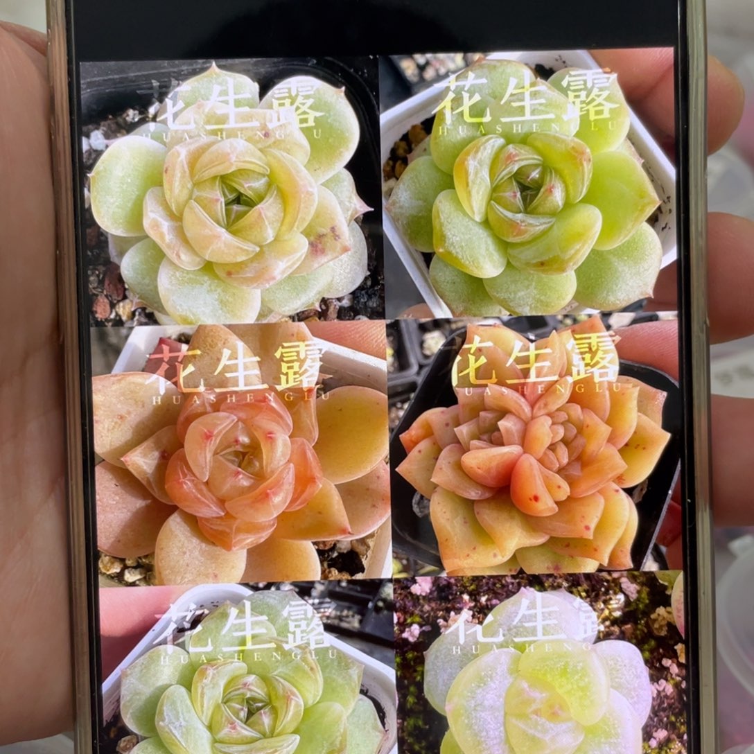 花生露20粒，新手推荐