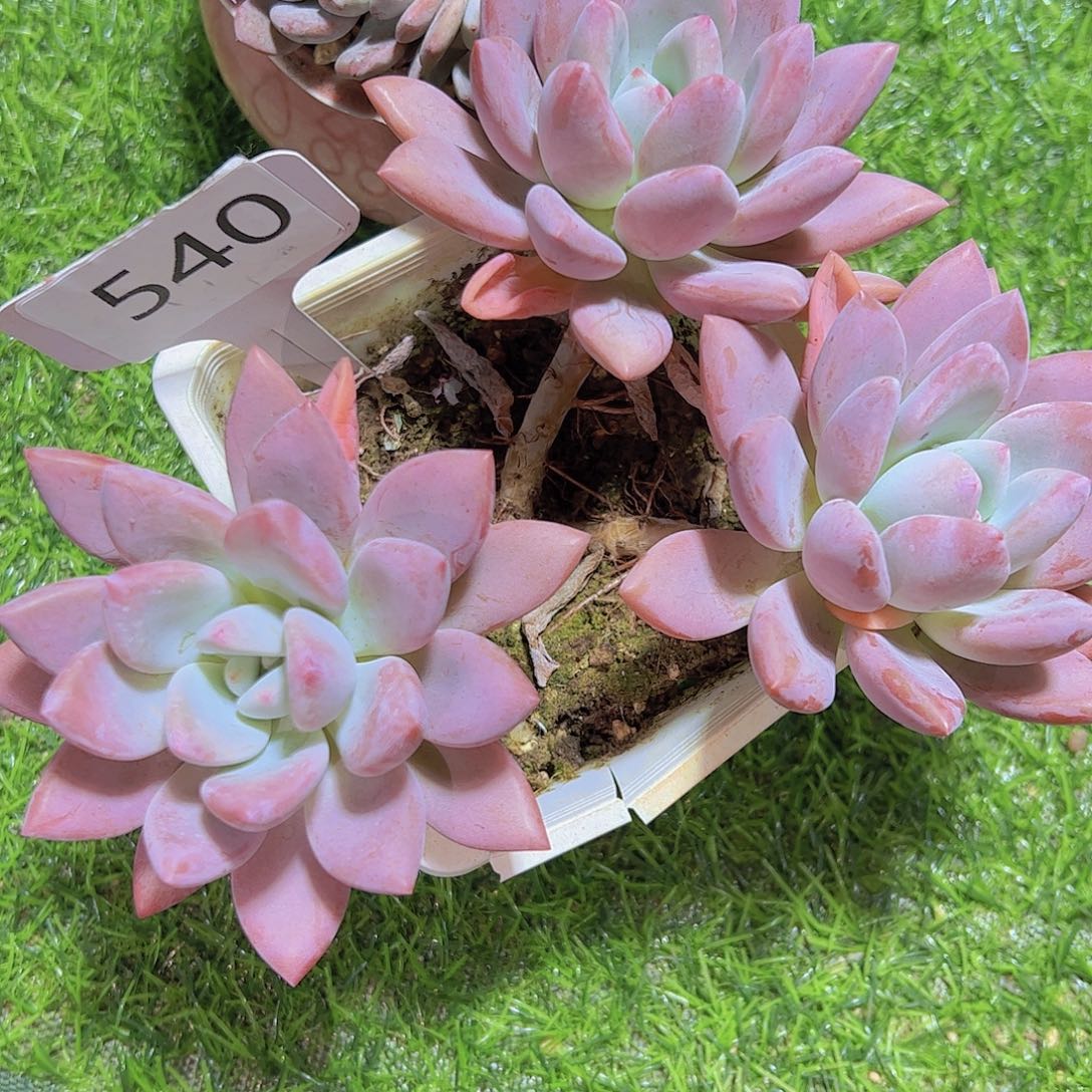 妍**意540奥普12.8元元元