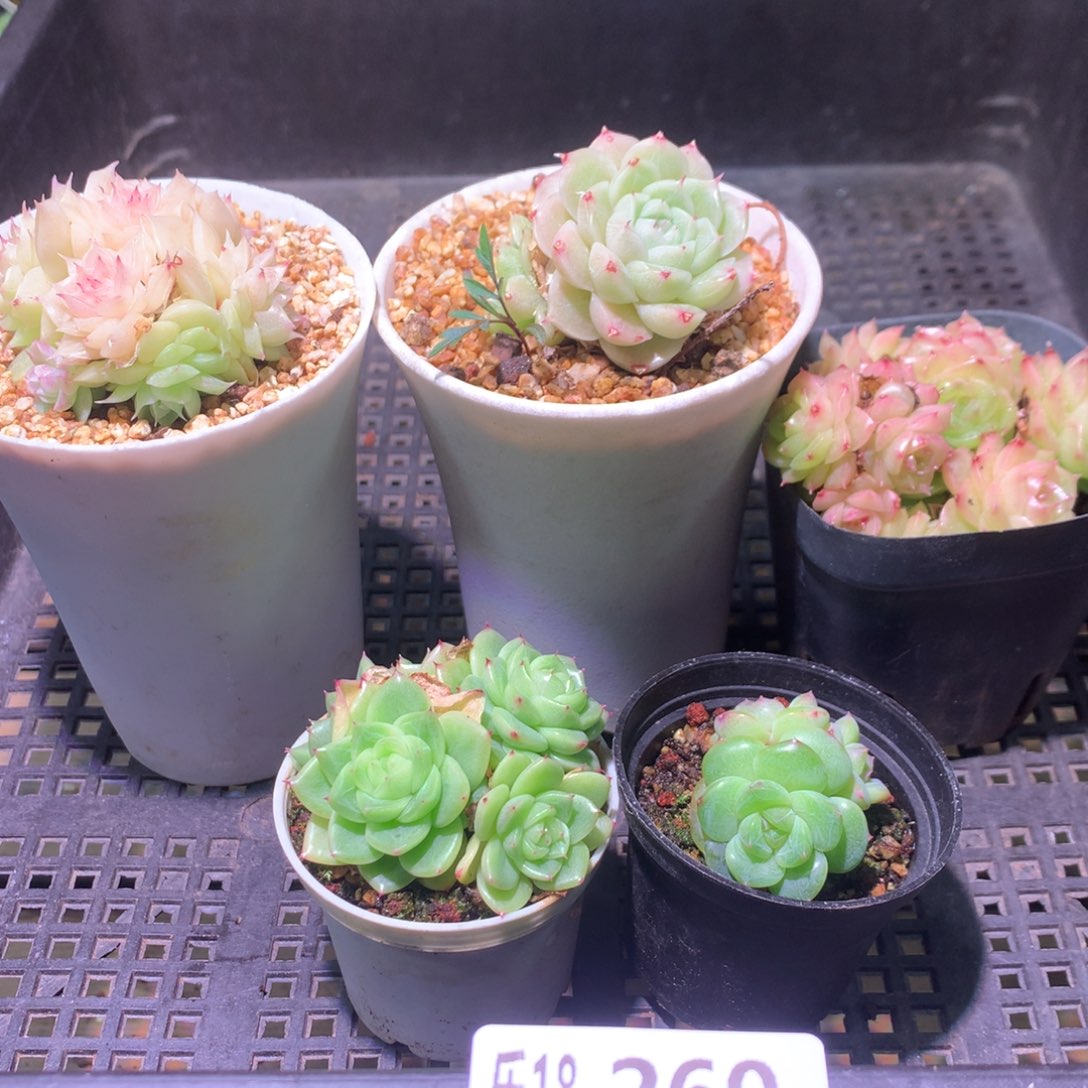 乐然18-260 框拍5颗 