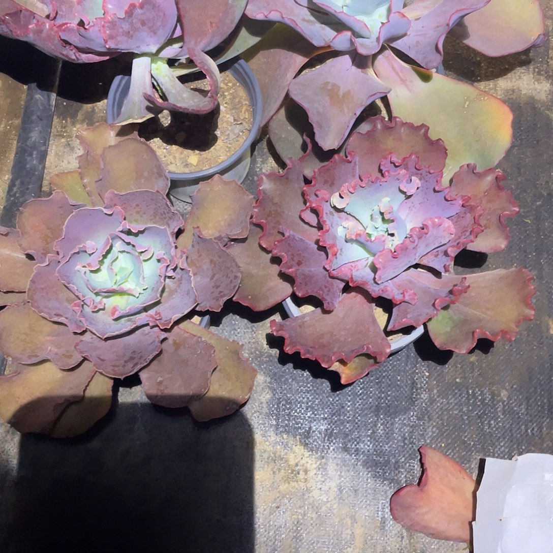 小***园12号包菜系列多肉植物4棵