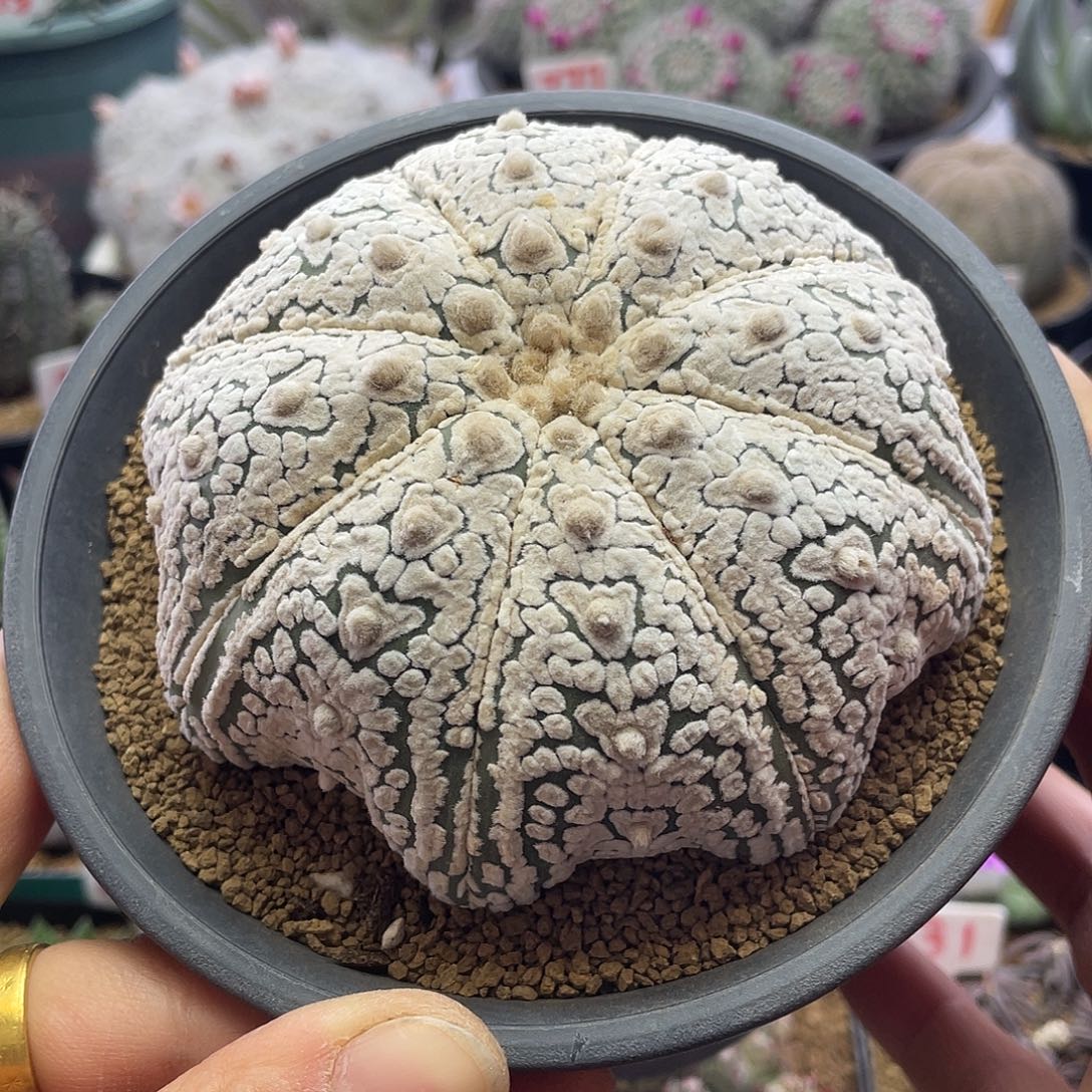 浓白海星v兜仙人球多肉