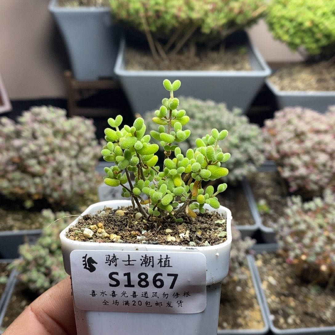 1867实生糖豆米多肉