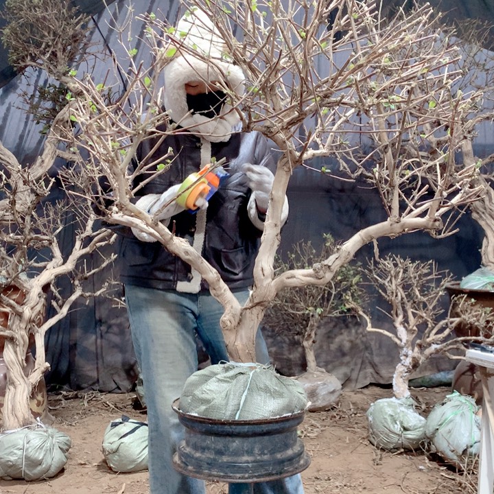 靠***库全部花朵金银花88888