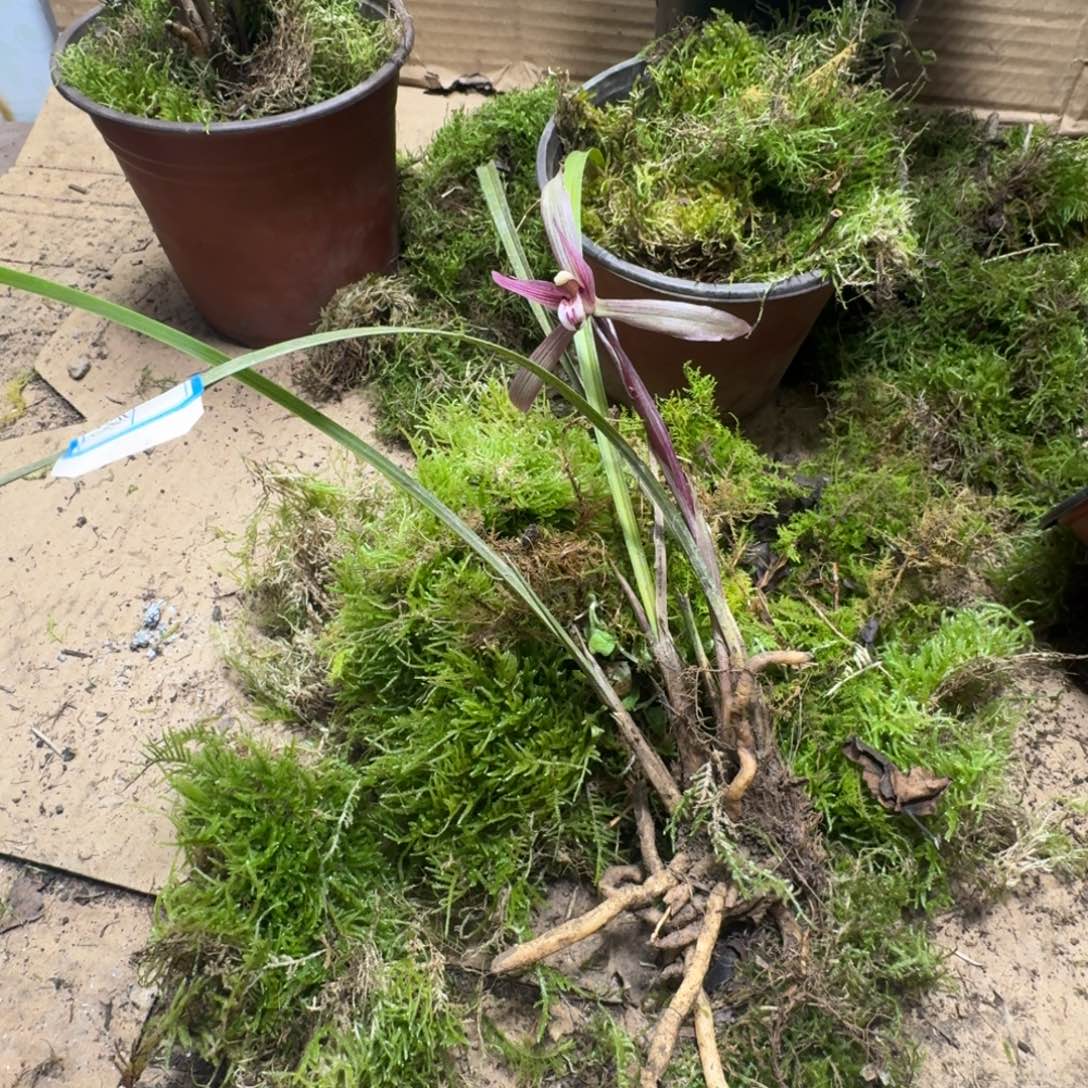 完全开放春兰20202020