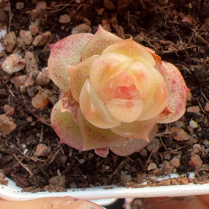 821 一物一拍，精品糖心，尺寸不大介意勿拍