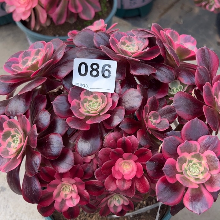 086凤冠25厘米左右