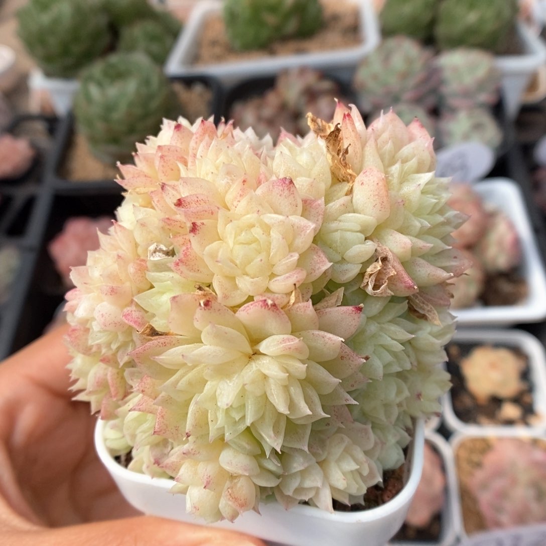 麦秆群生可拍。