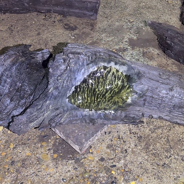 用***9乌木金丝楠摆件毛料