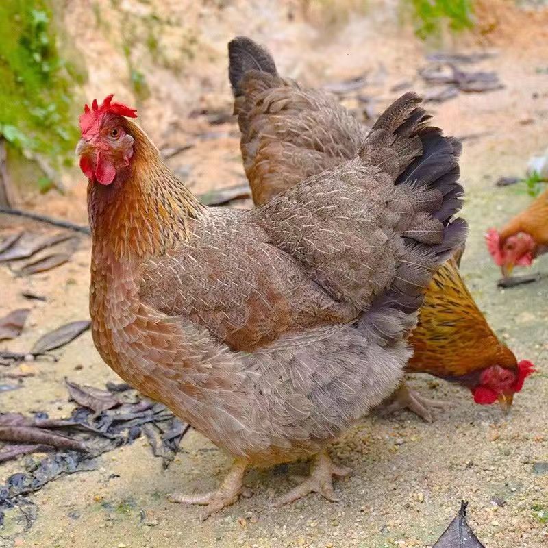 【顺丰包邮现拍现宰】农家散养走地喂五谷杂粮养足2年老母鸡(煲汤首选）鸡肉同城送鸡肉同城配