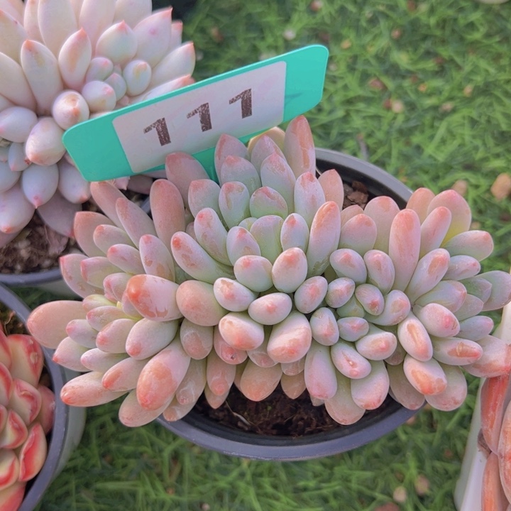 健健康康平平安安