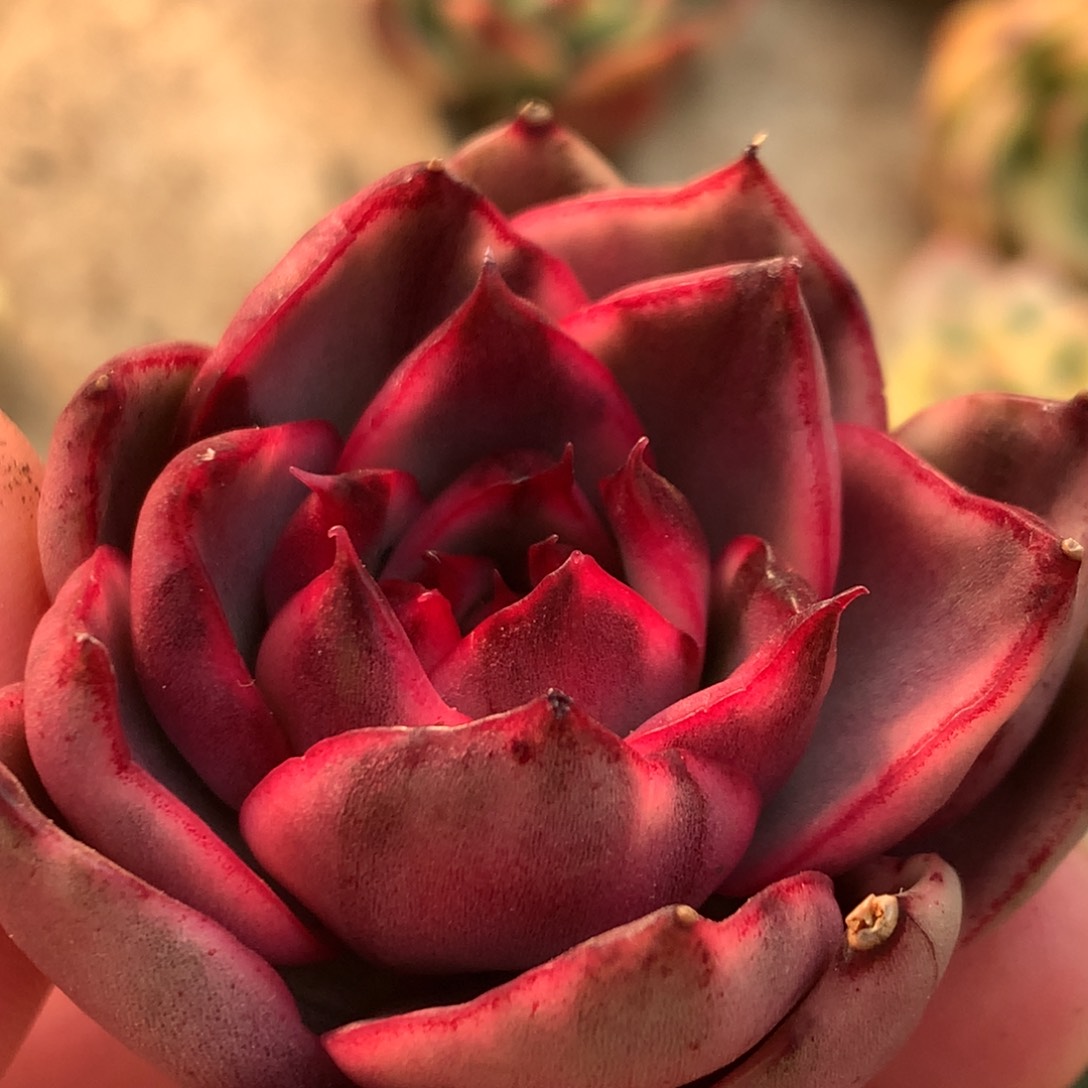 野马j j j j j j j j l