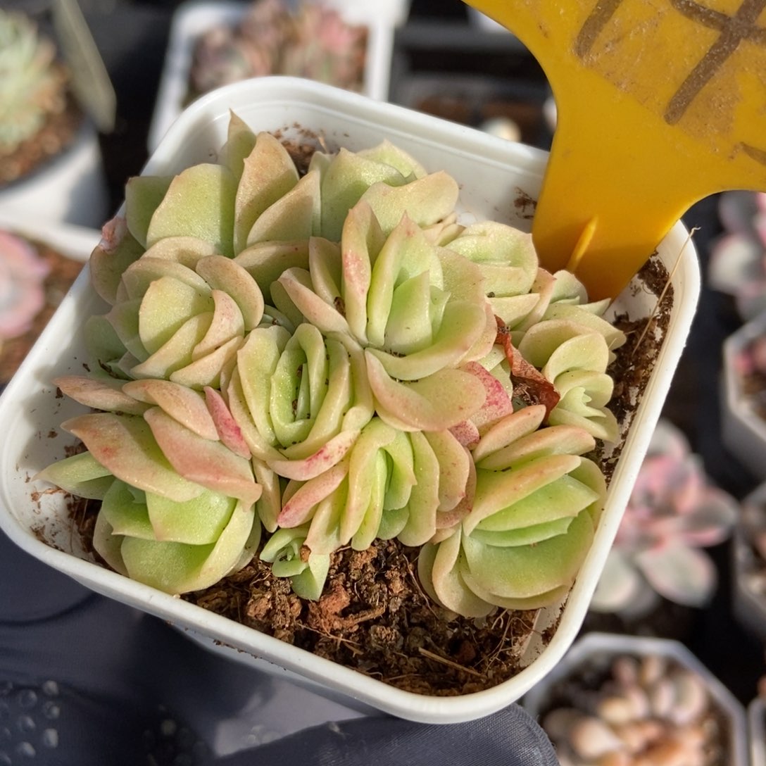 1943冰玫瑰锦多肉植物