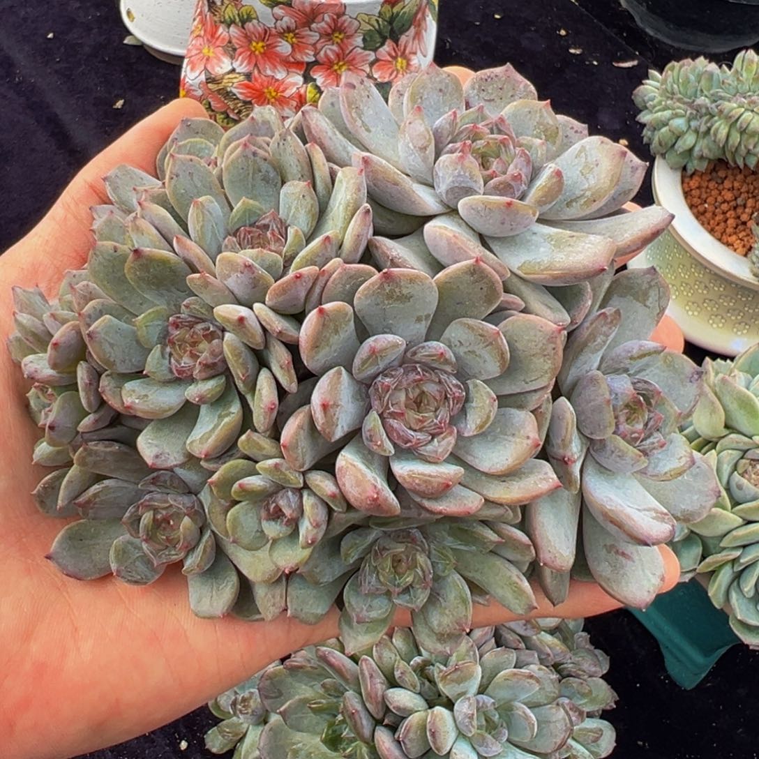 右***右新年快乐 新年快乐