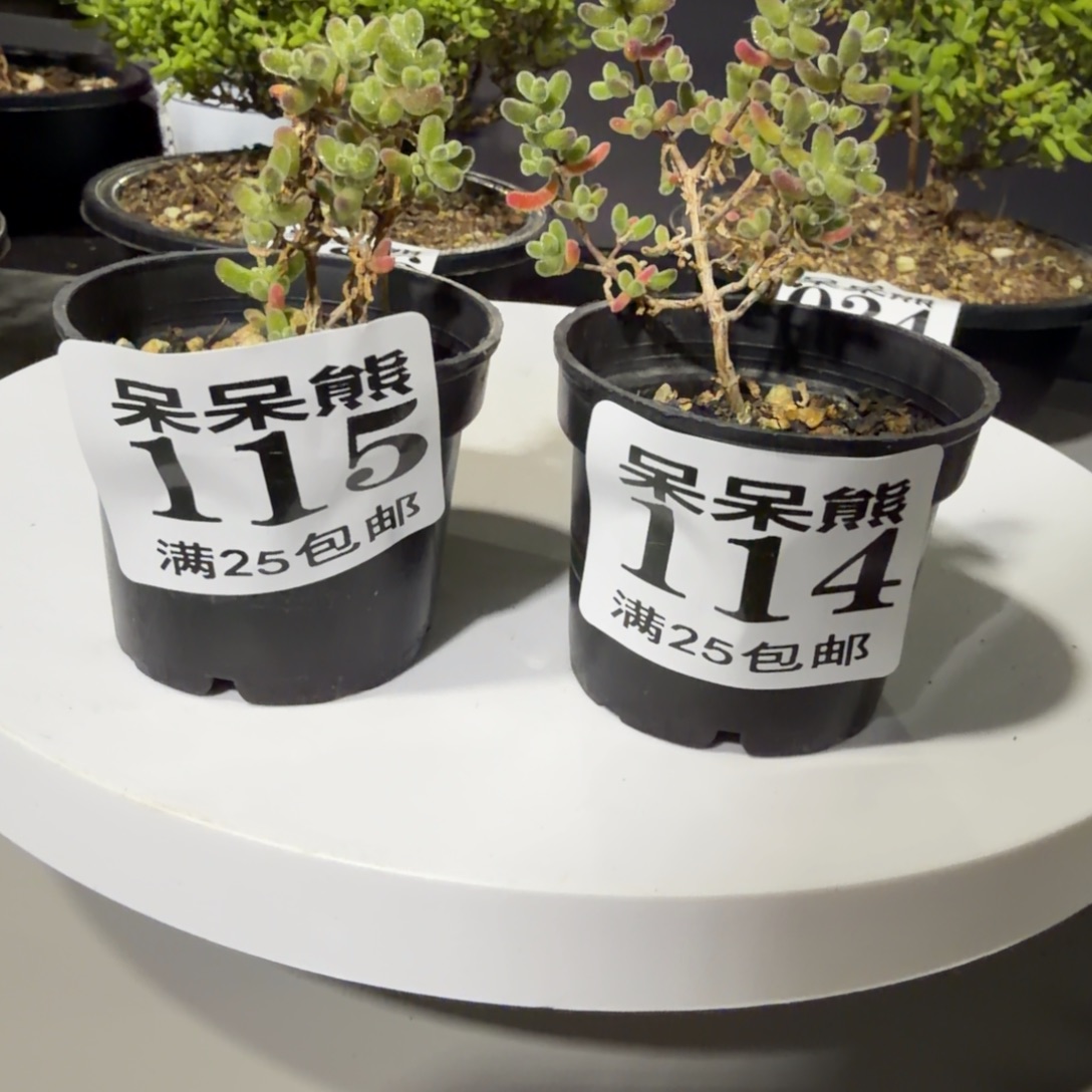 闪电购花卉园艺114/115