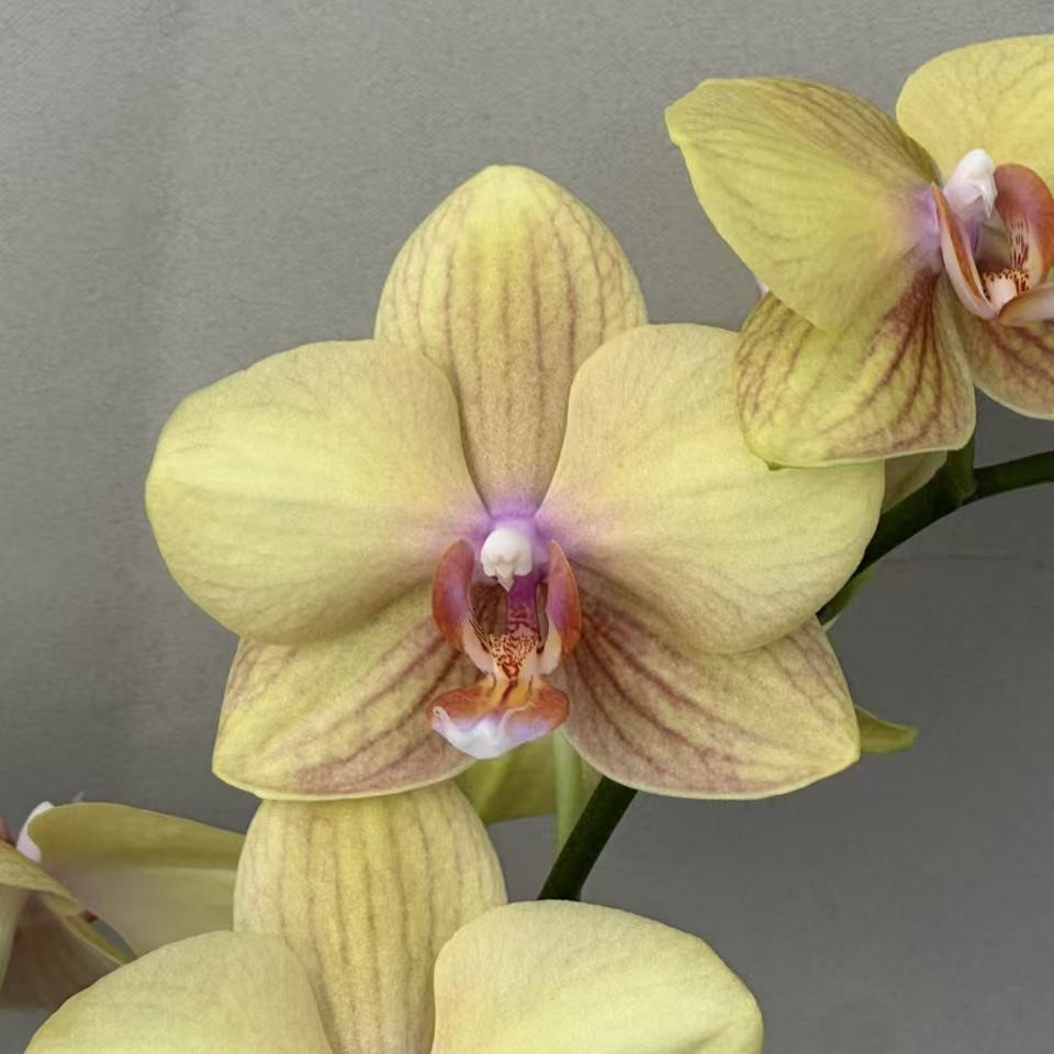 （稻香02）蝴蝶兰 花期长 拍3颗以上组盆