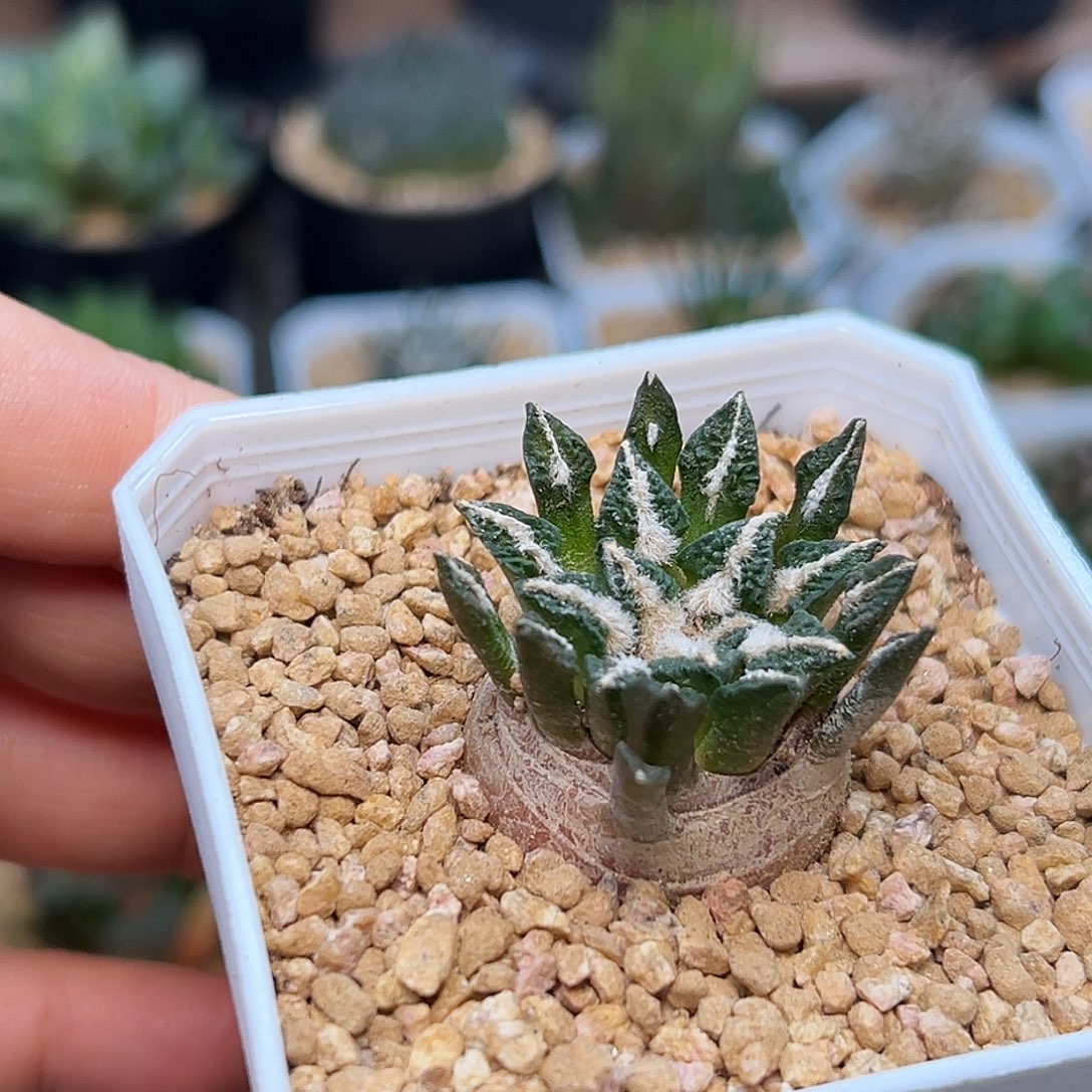 短叶象足黑牡丹实生