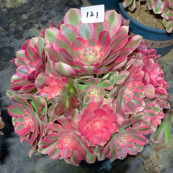 121粉女巫精品法师多肉