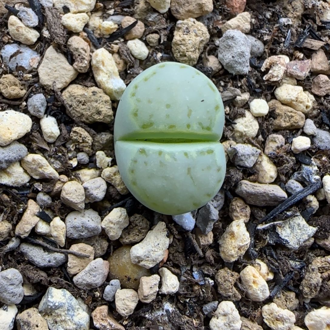 透窗绿饼干清框福利30包邮