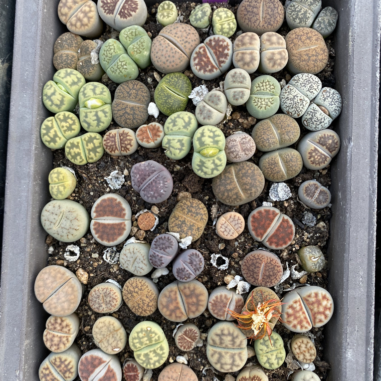 奥特曼直播间整盆发货，一物一拍生石花200