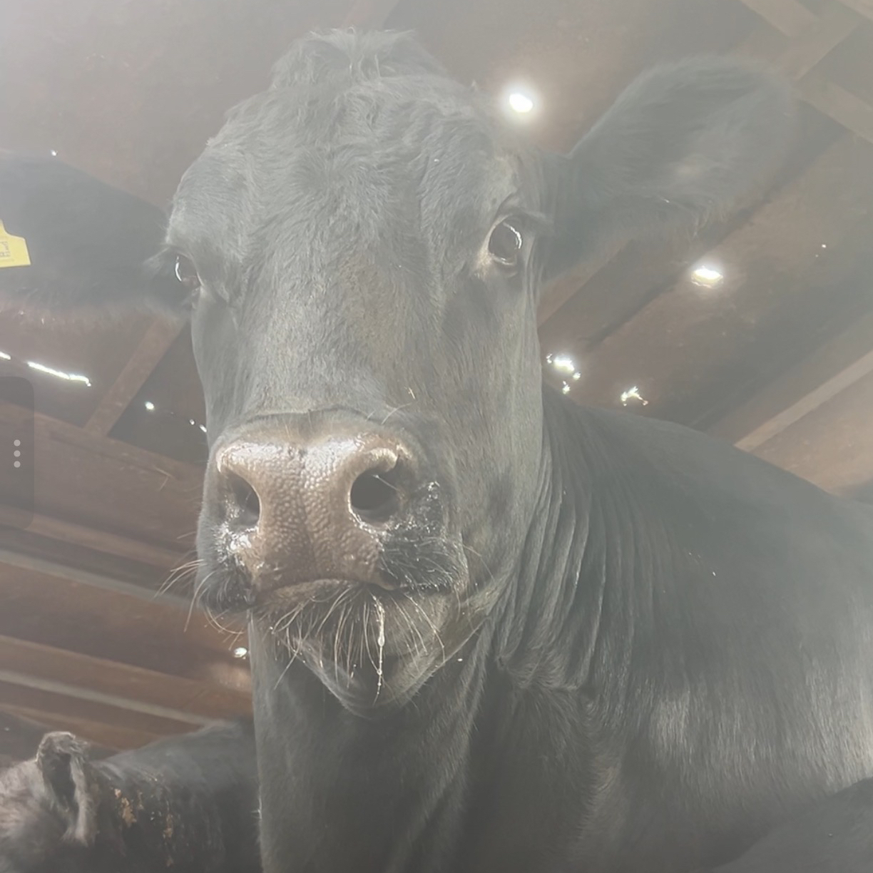 原切牛排包邮富贵大牛排二手牛肉退货特价捡漏