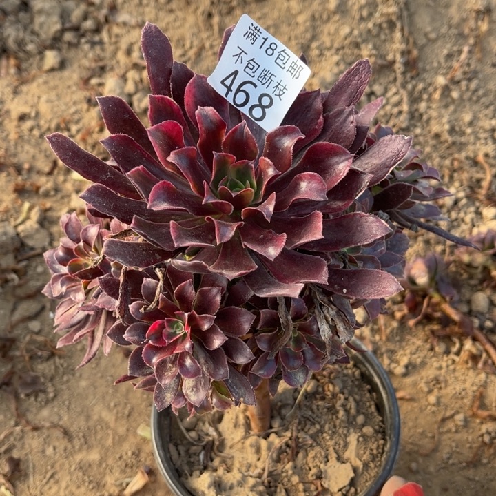 468蒙娜丽莎桩不太直1