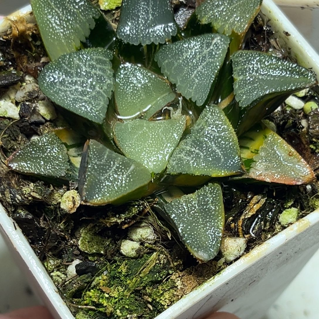 十二卷多肉植物0539巨人兵