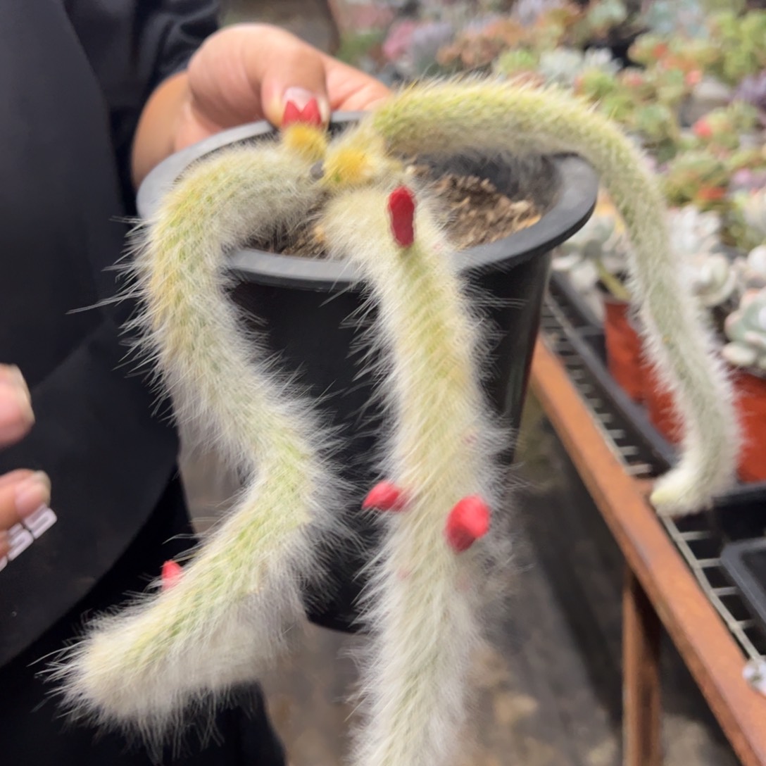 九尾狐三大头起发