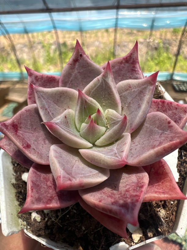 米亚精品多肉植物