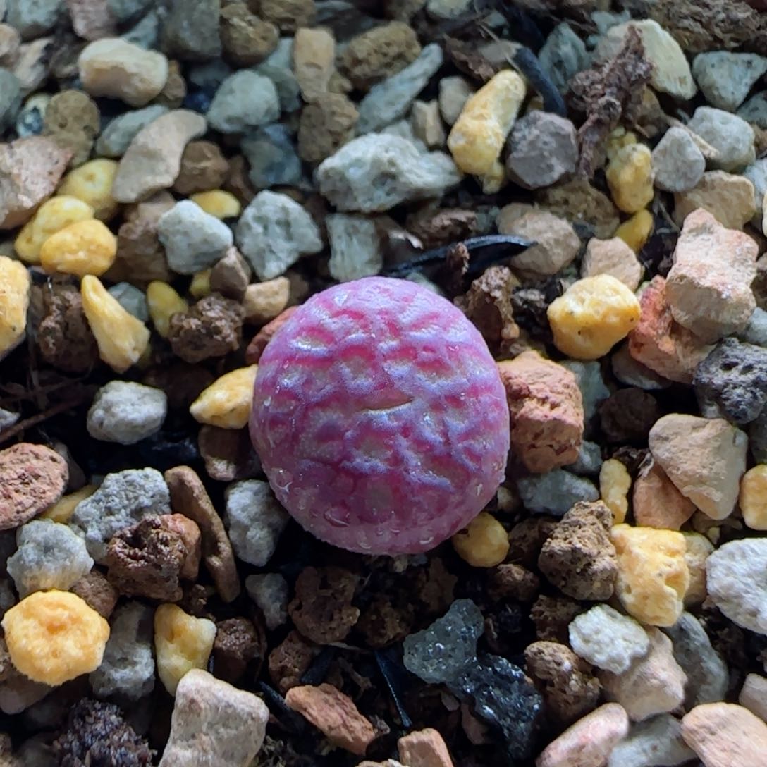 1-20-6-5当天满58包邮精品杂交0.9cm多肉脱土