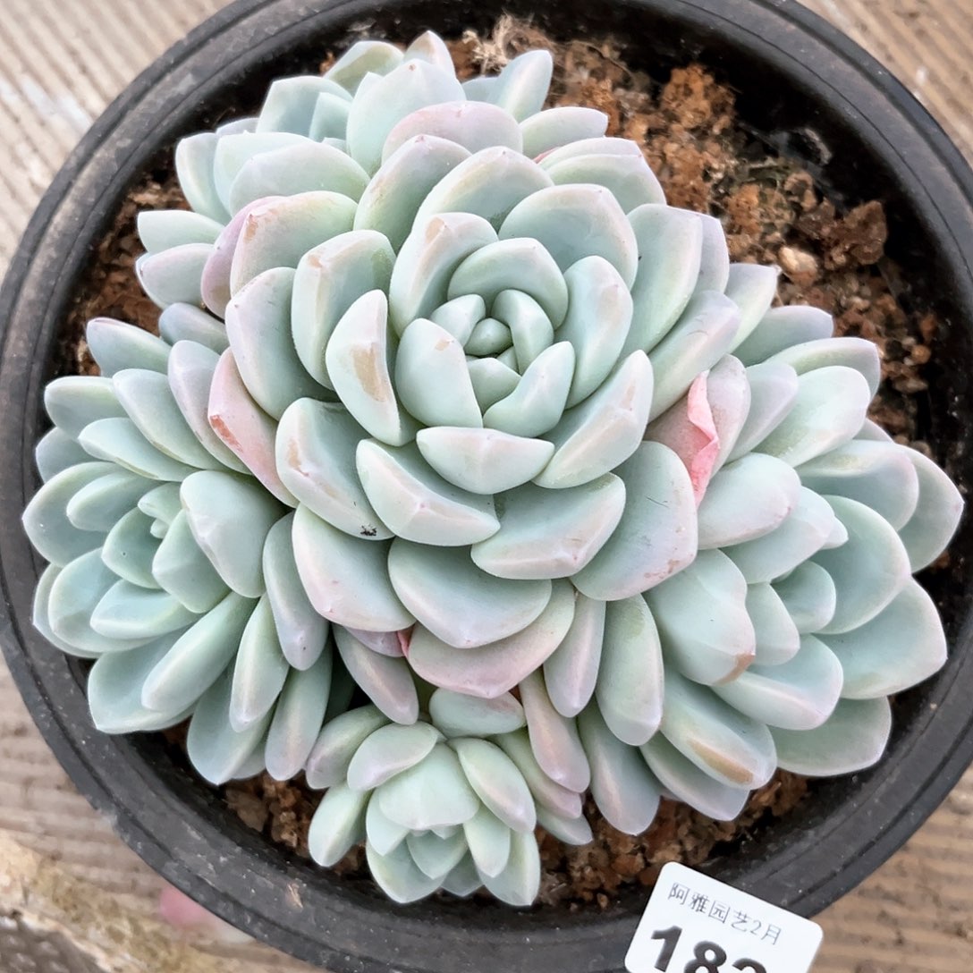 阿雅园艺。           182