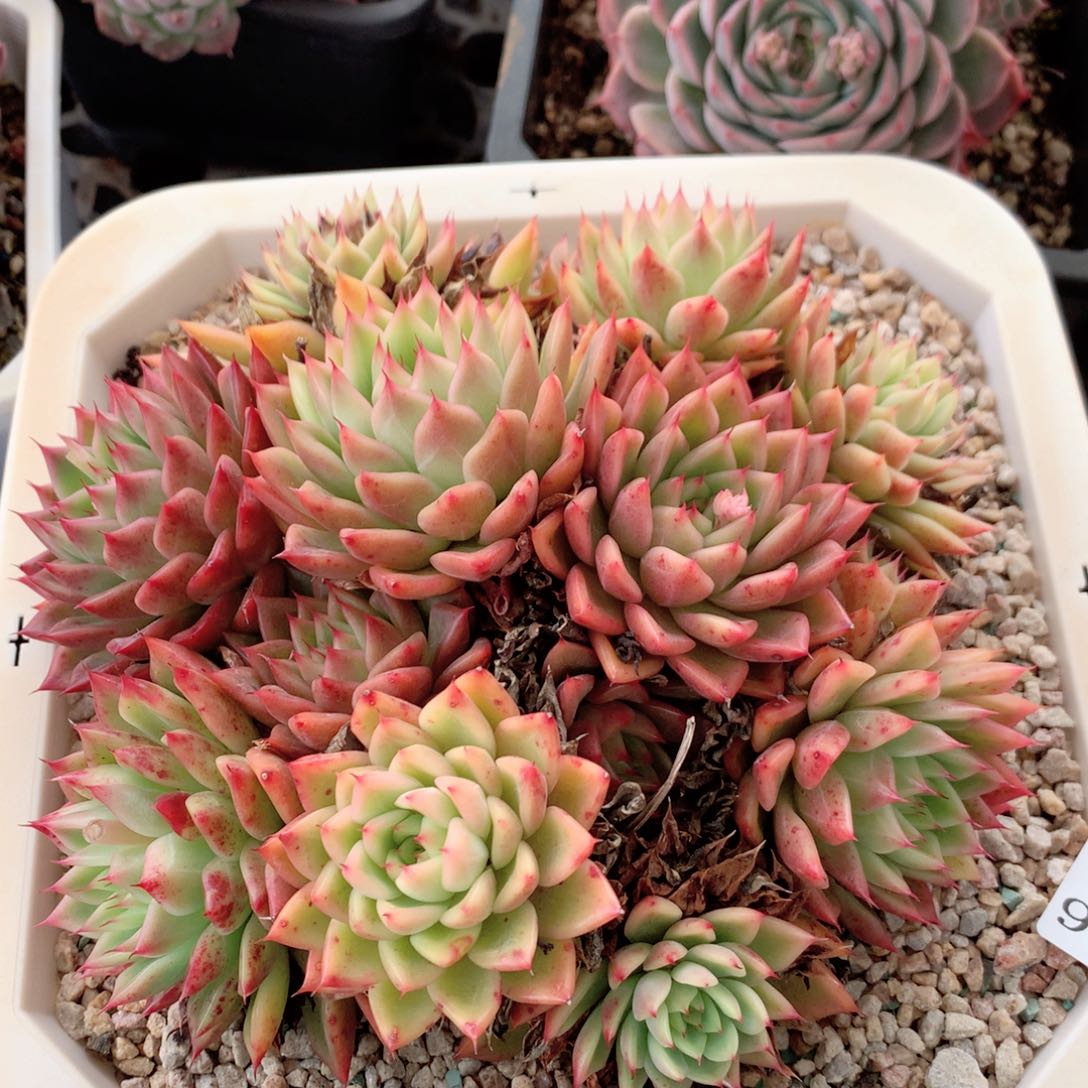 9084不包整散掉头特价处理