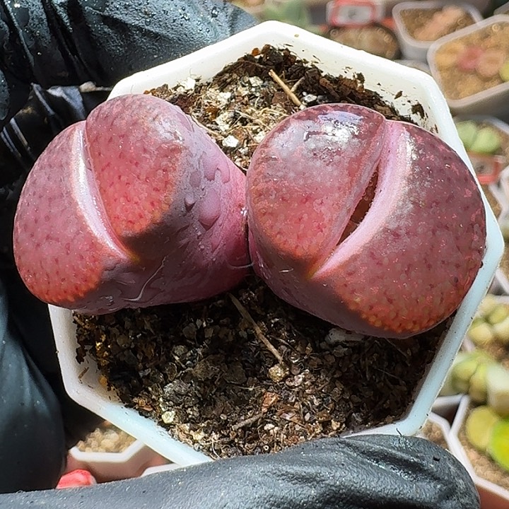 生石花11111111。    170