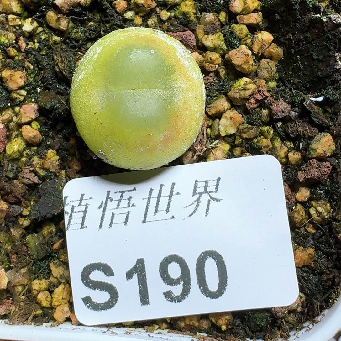 190号多肉植物哇f f