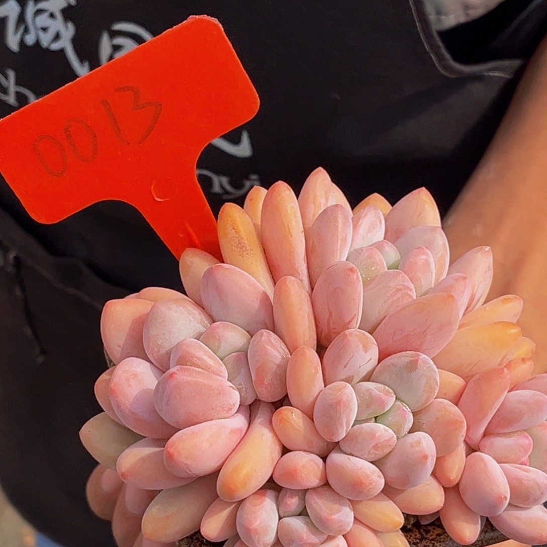 0013号上午多肉植物群生多肉植物