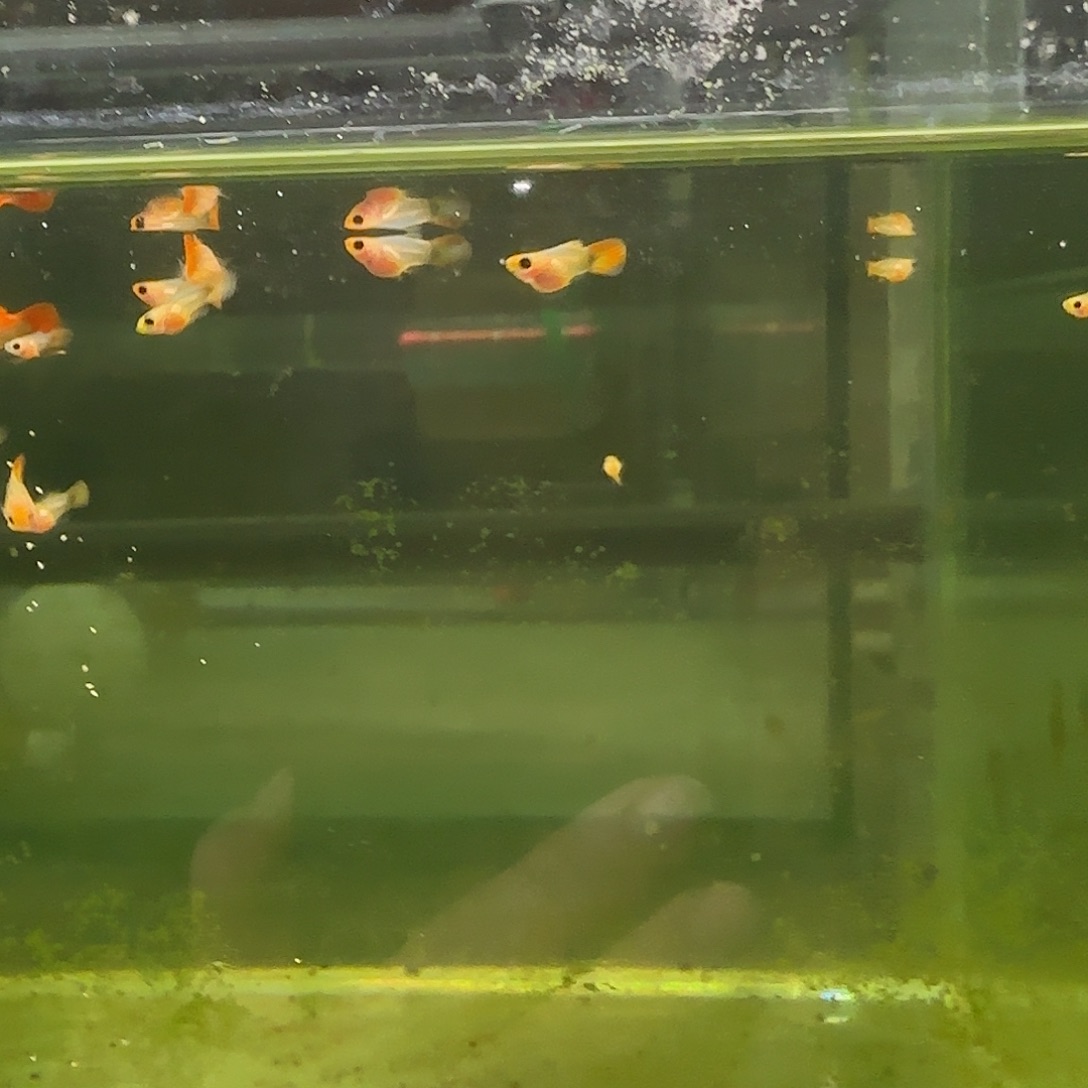 孔雀鱼黄化玻璃猫小苗子10条随机