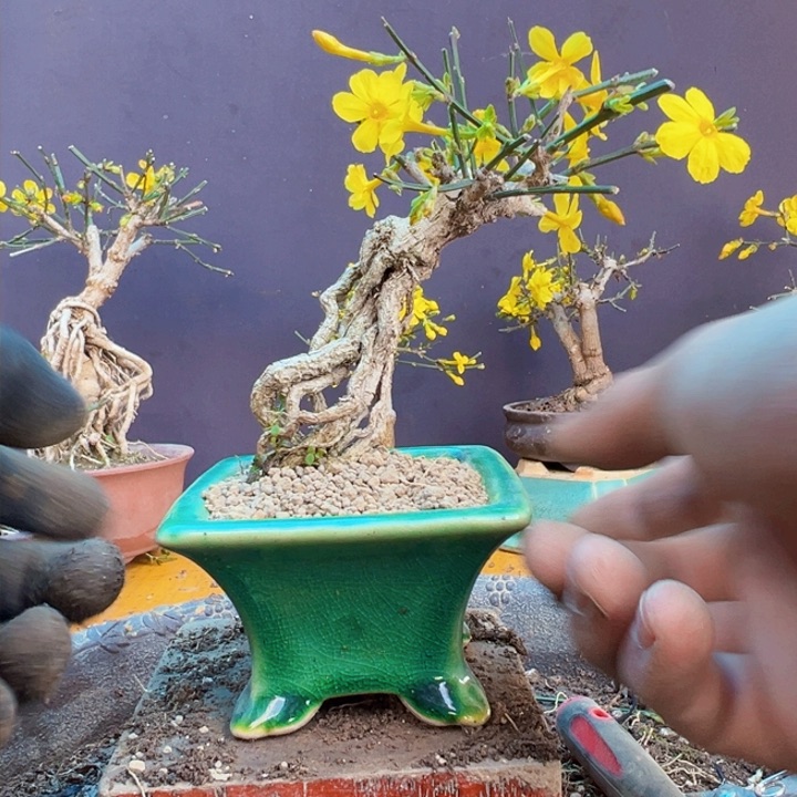 盆景盆景盆景盆栽盆景盆栽